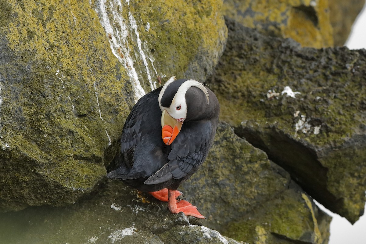 Tufted Puffin - ML204240411