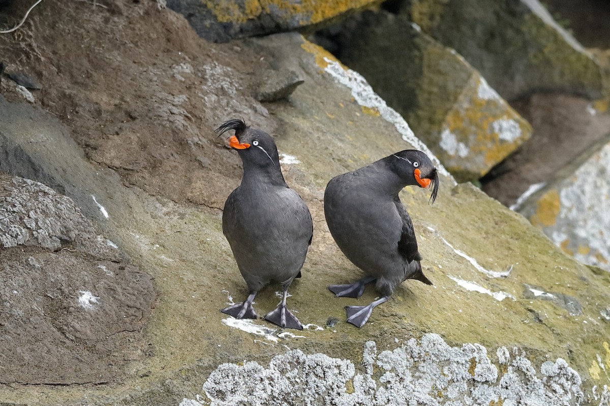 Crested Auklet - ML204240431