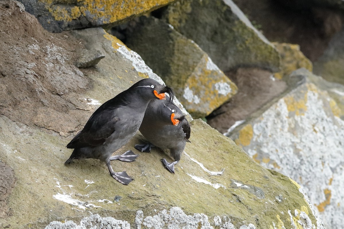 Crested Auklet - ML204240441