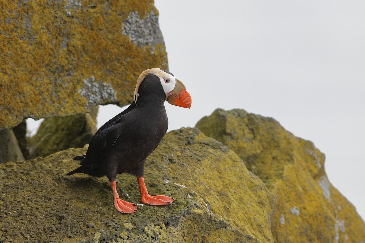 Tufted Puffin - ML204240581