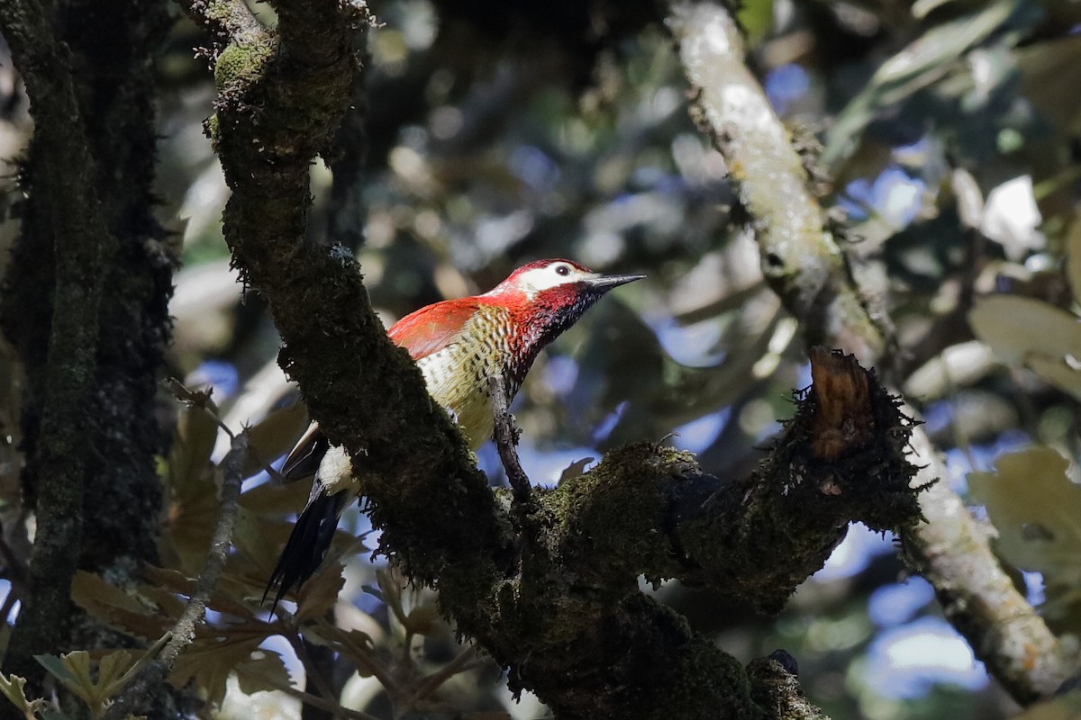 Crimson-mantled Woodpecker - Holger Teichmann