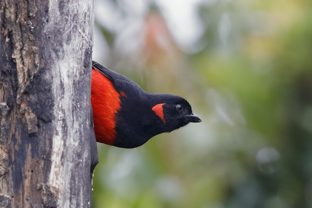Scarlet-bellied Mountain Tanager - Holger Teichmann