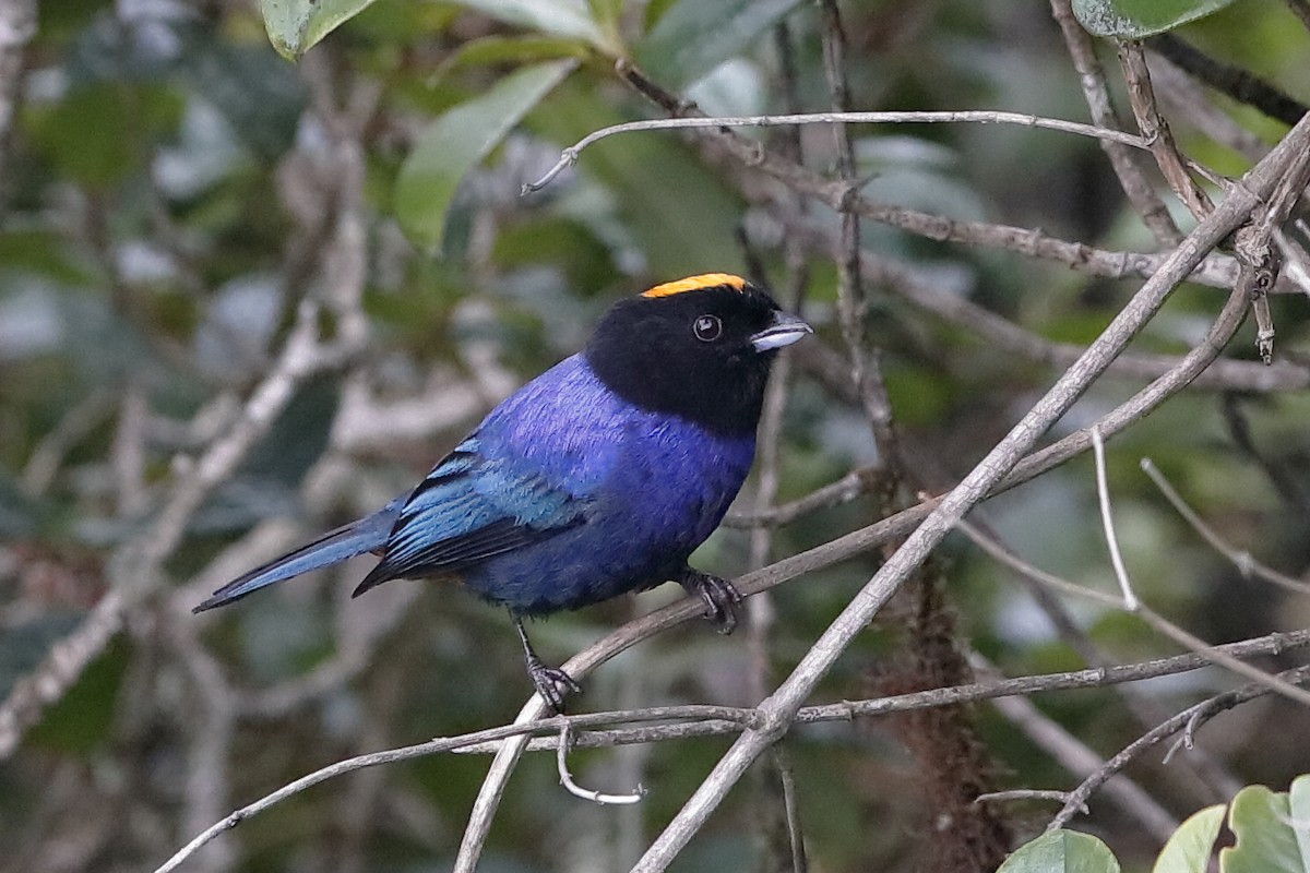 Golden-crowned Tanager - Holger Teichmann
