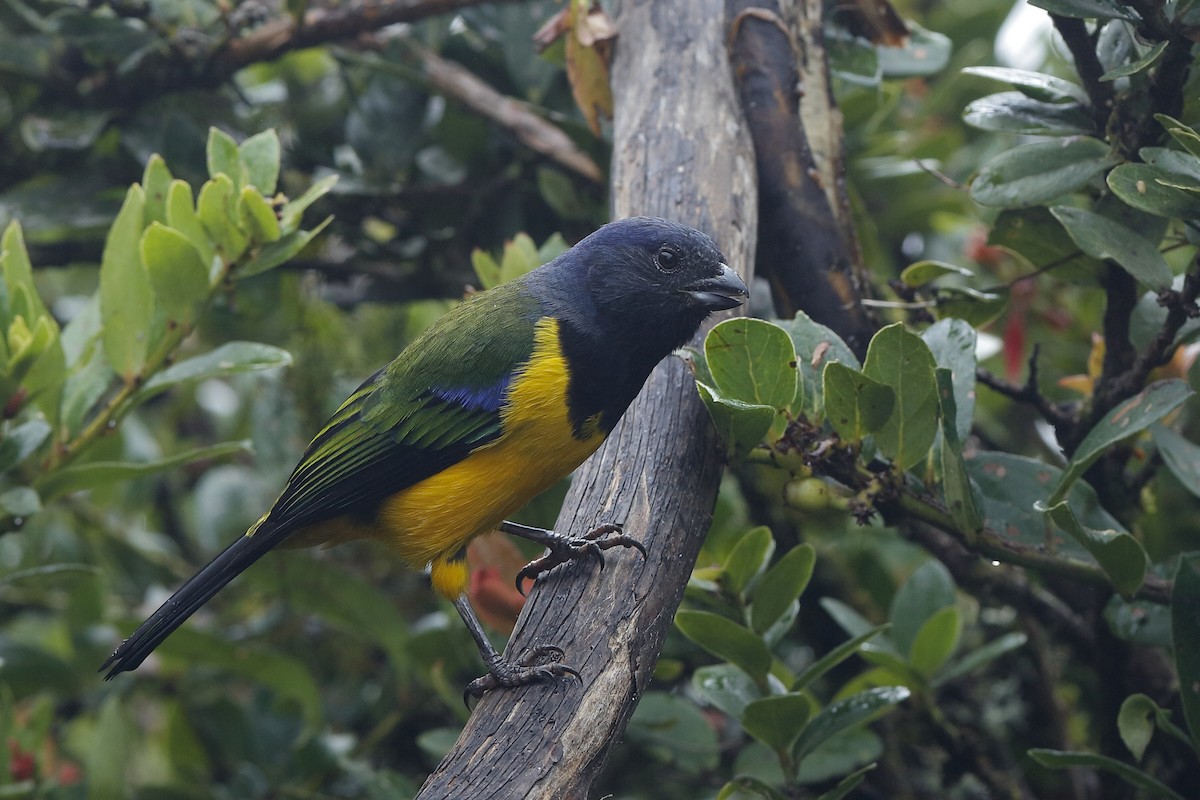 Black-chested Mountain Tanager - ML204241181