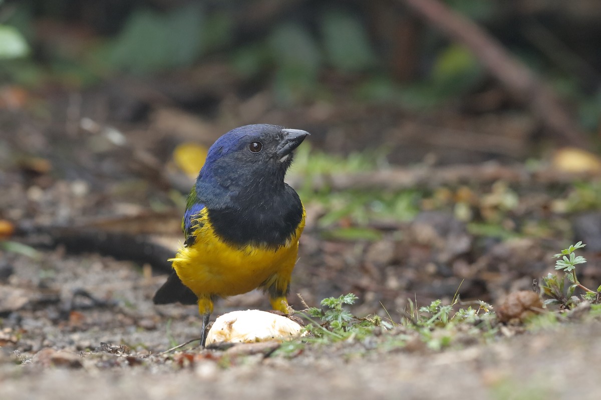Black-chested Mountain Tanager - ML204241191