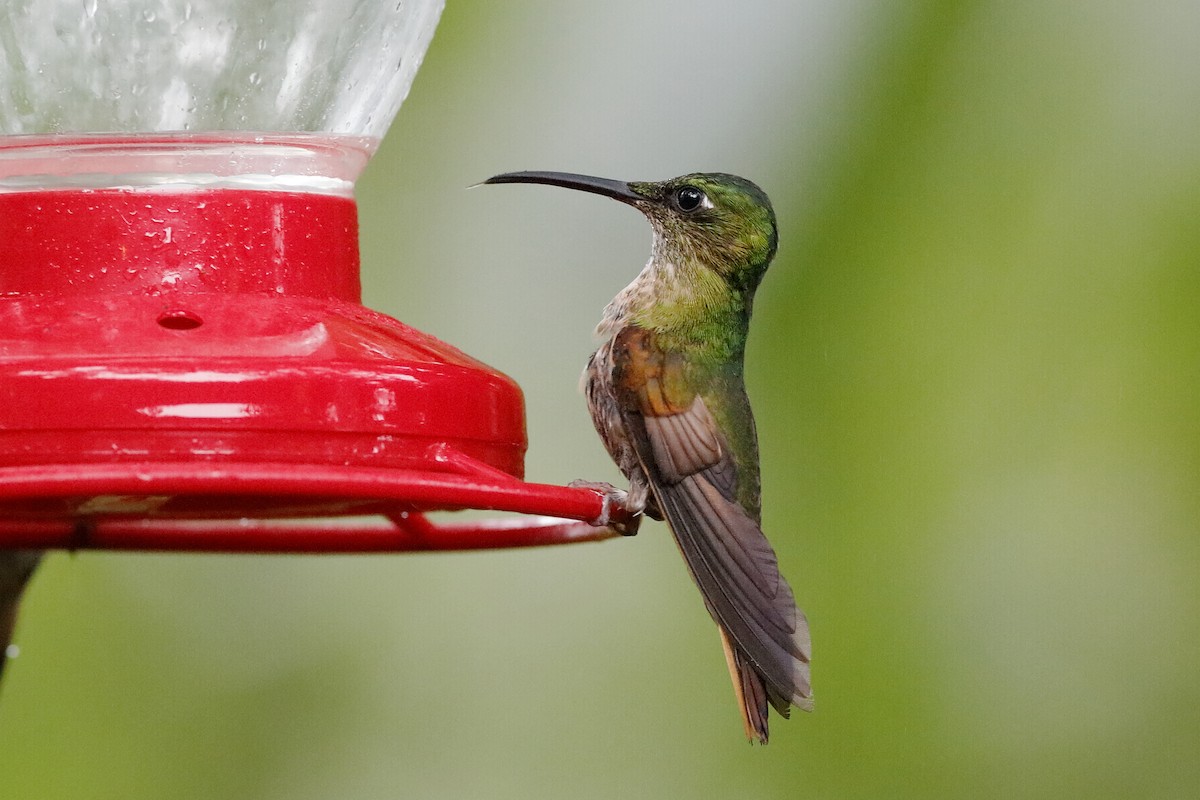 kolibřík hnědobřichý - ML204241321