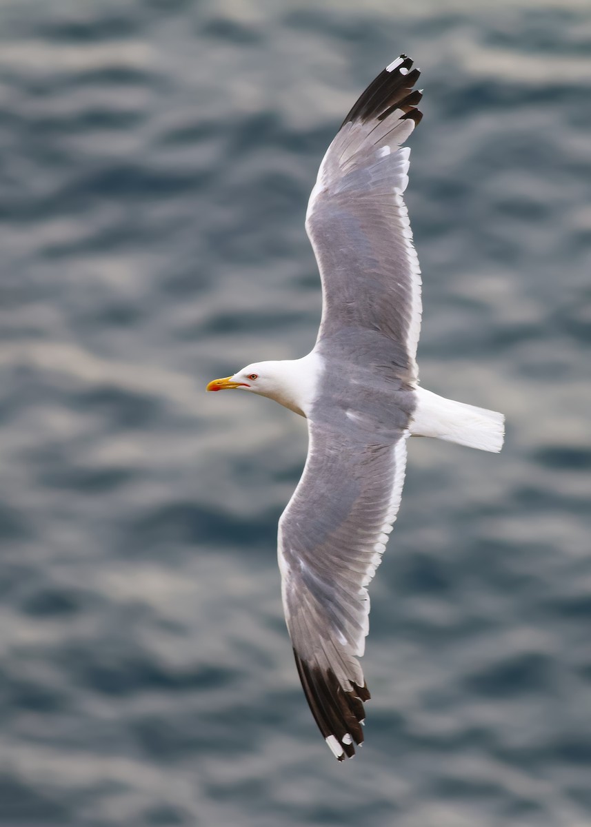 Yellow-legged Gull (michahellis) - Ivan Sjögren