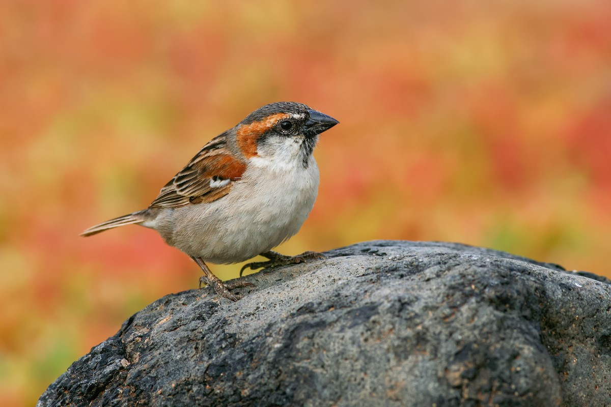 Cape Verde Sparrow - ML204241431