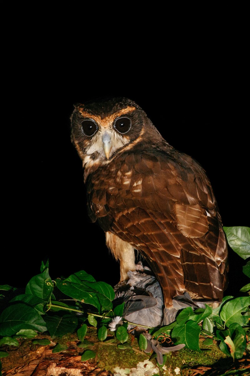 Tawny-browed Owl - ML204241461