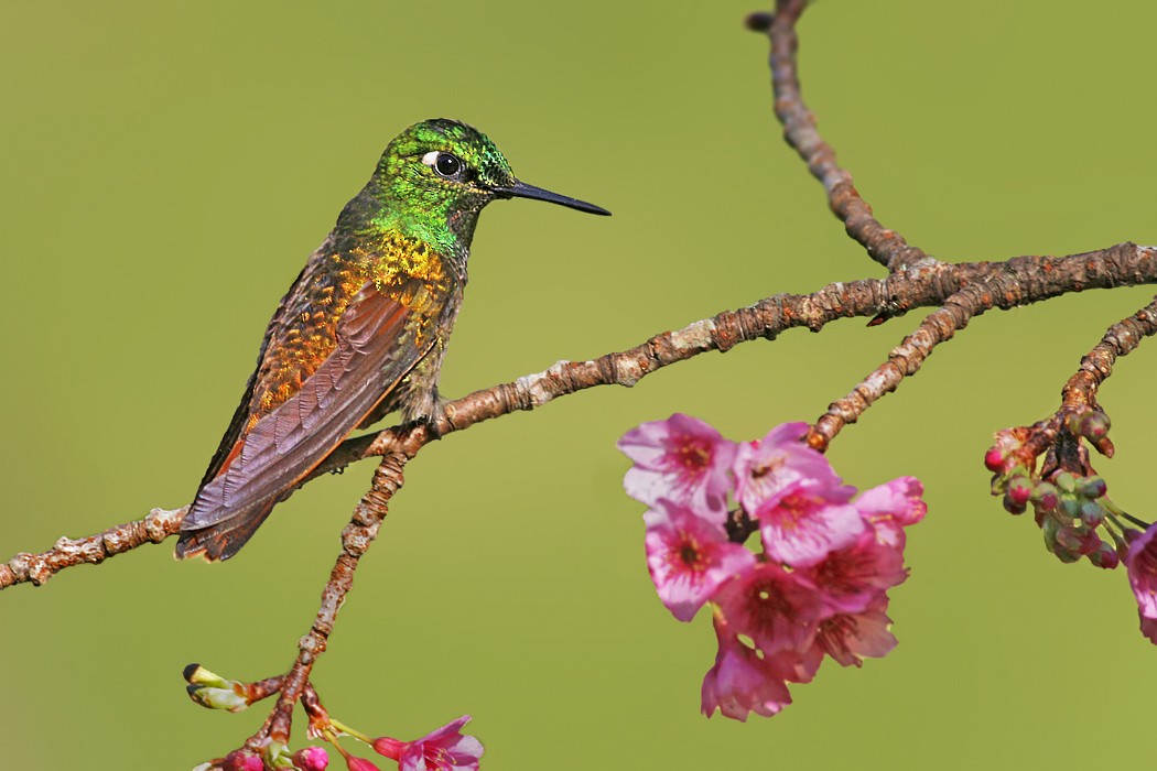 kolibřík brazilský - ML204241511