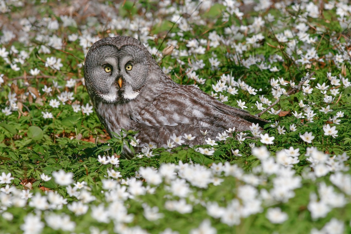 Great Gray Owl - Ivan Sjögren