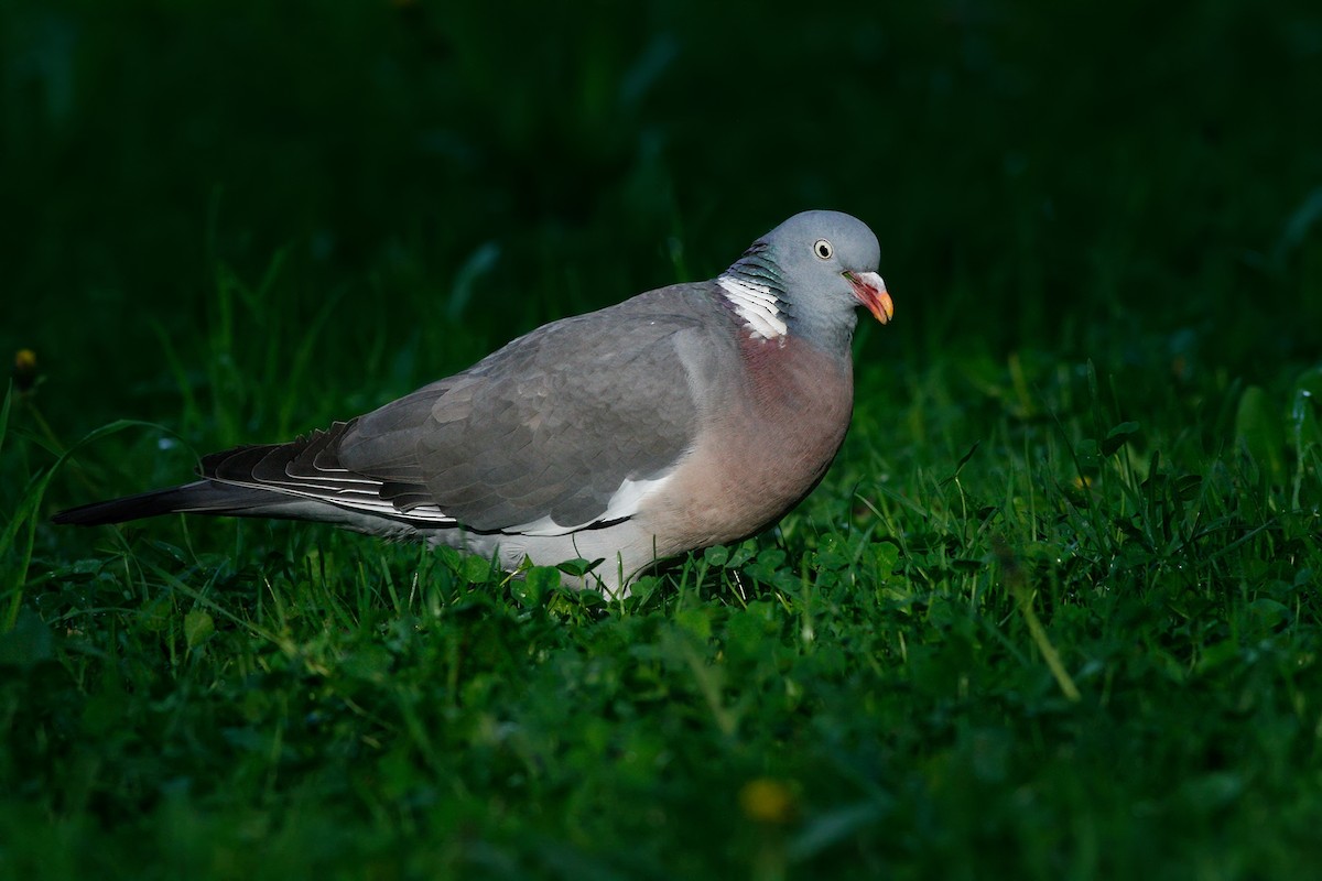 Common Wood-Pigeon - Ivan Sjögren
