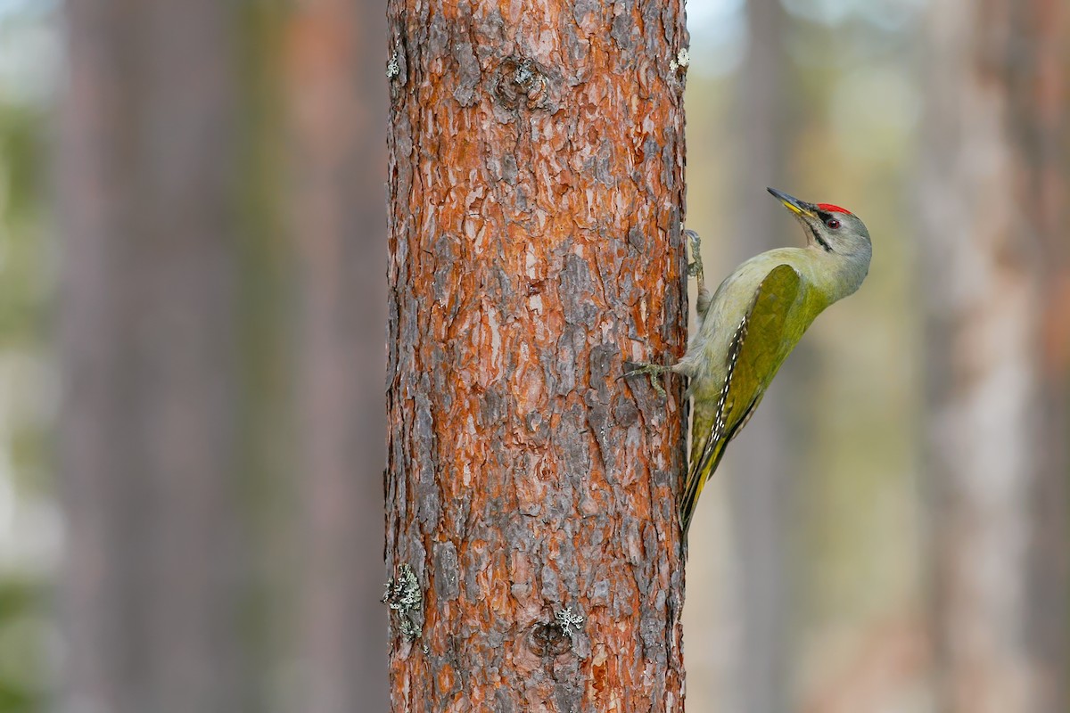 Седой Дятел (Canus/Jessoensis) - EBird