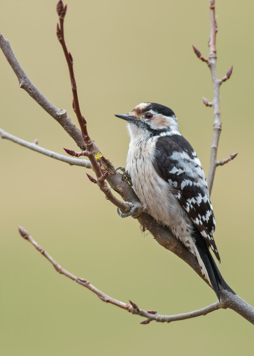 Lesser Spotted Woodpecker - Ivan Sjögren