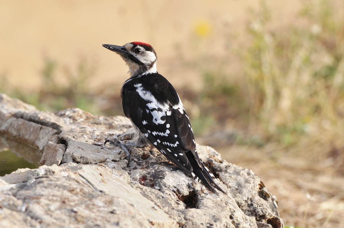 Great Spotted Woodpecker - Raymond Marsh