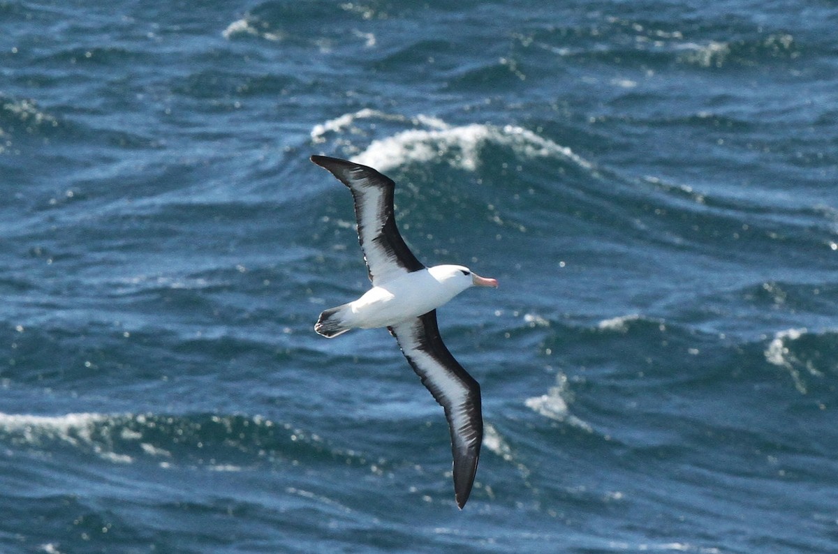Black-browed Albatross (Black-browed) - Raymond Marsh
