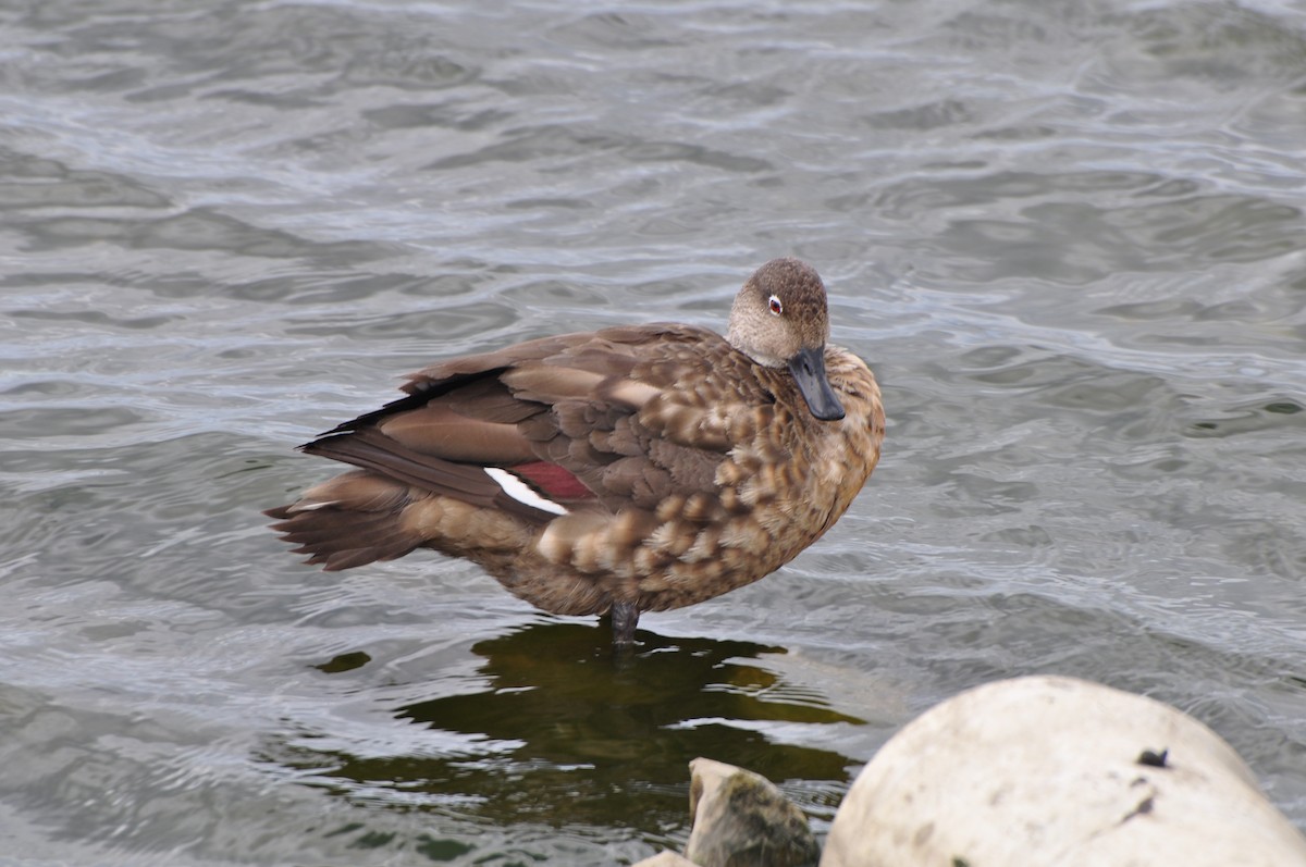 Crested Duck - ML204242251