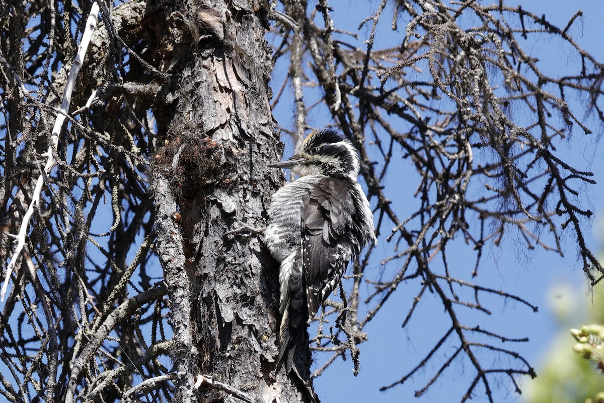 American Three-toed Woodpecker (Northwest) - ML204242741