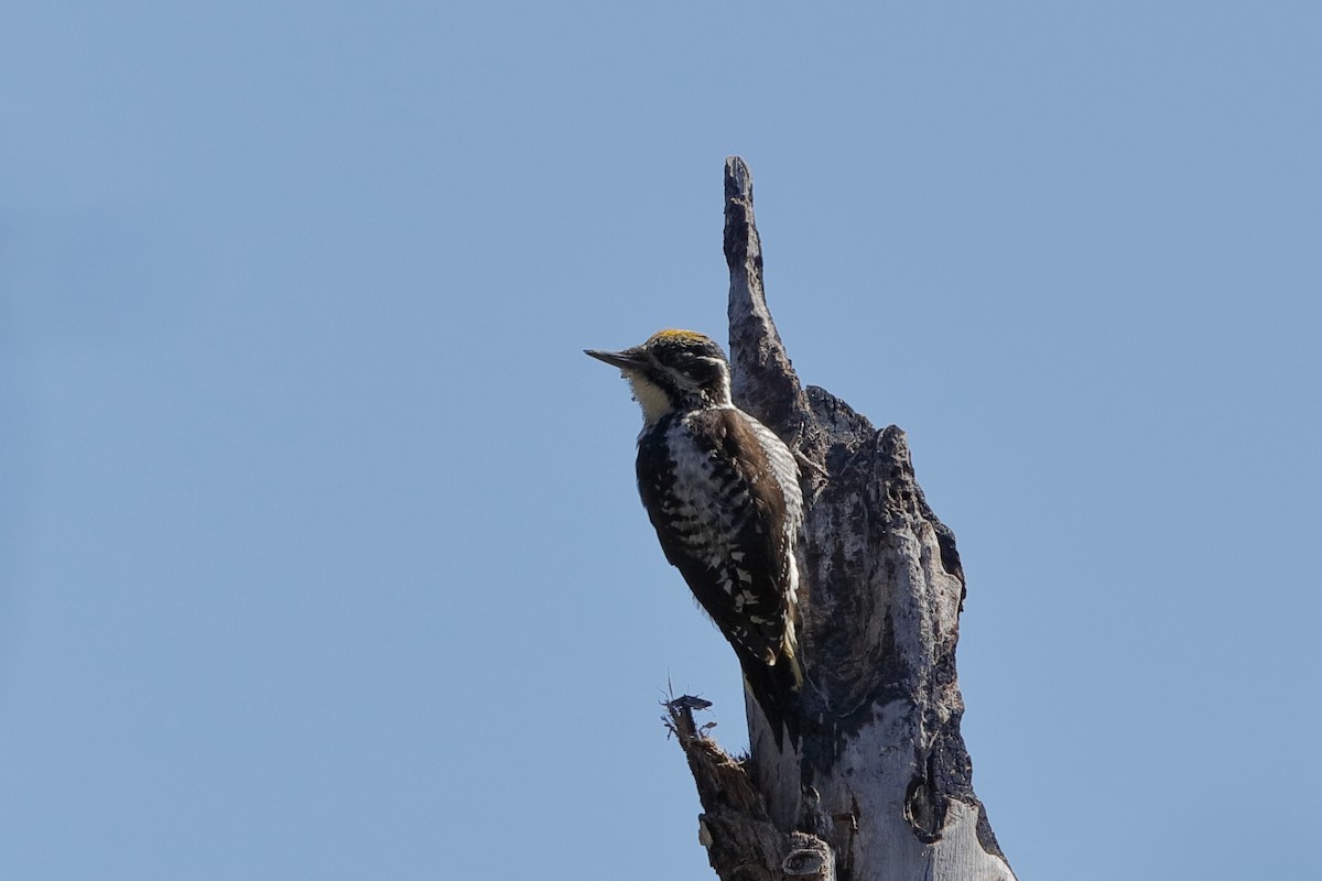 American Three-toed Woodpecker (Northwest) - ML204242751