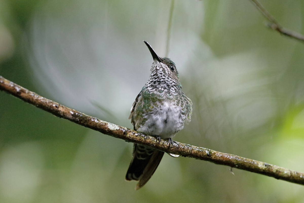 Speckled Hummingbird - Holger Teichmann
