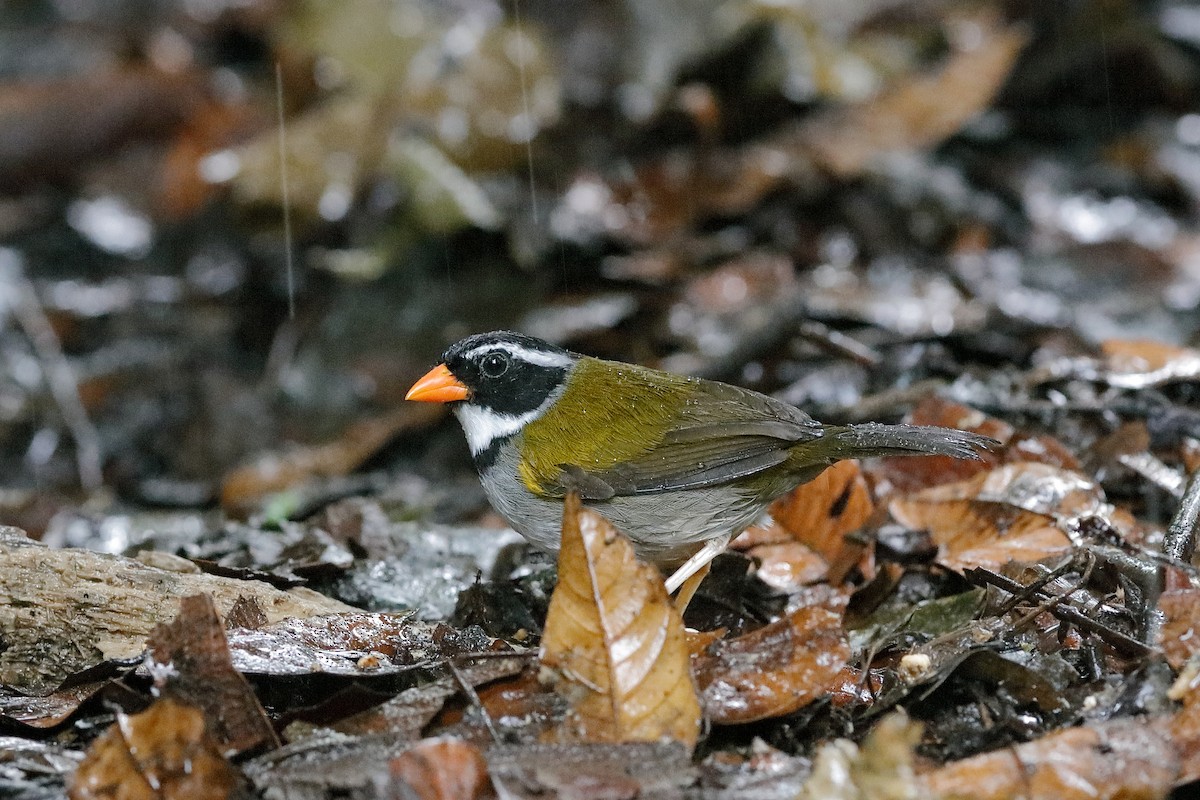Orange-billed Sparrow - Holger Teichmann