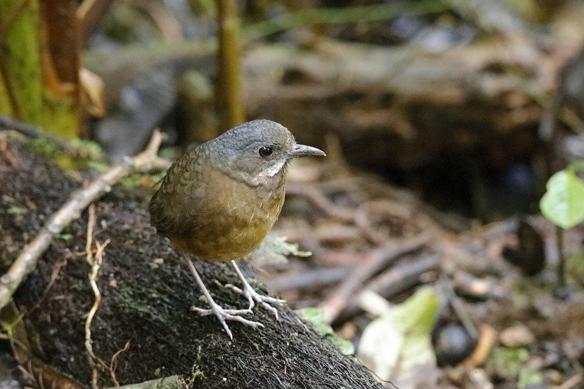 Moustached Antpitta - ML204243241
