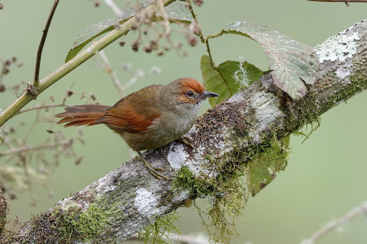Red-faced Spinetail - ML204243311
