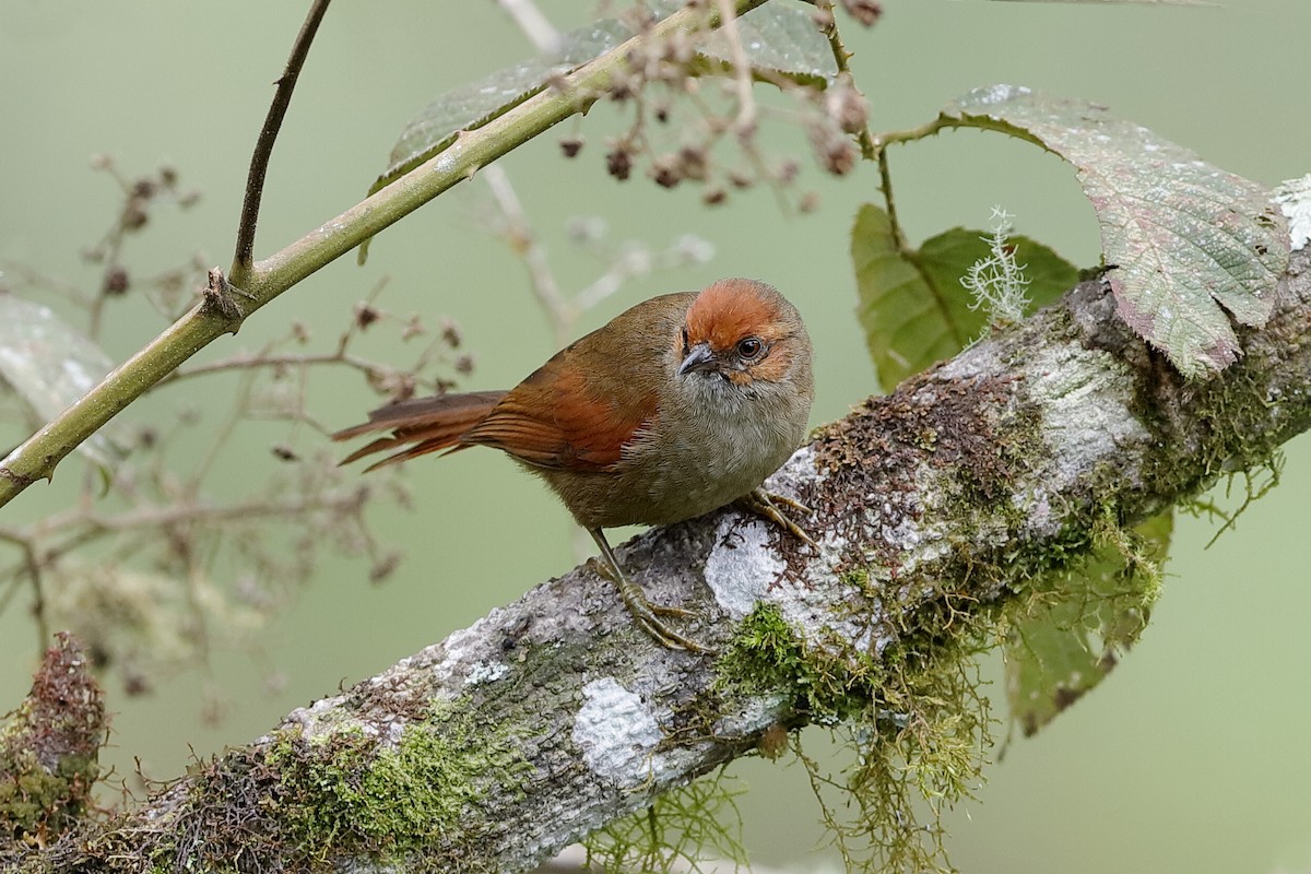 Red-faced Spinetail - ML204243321