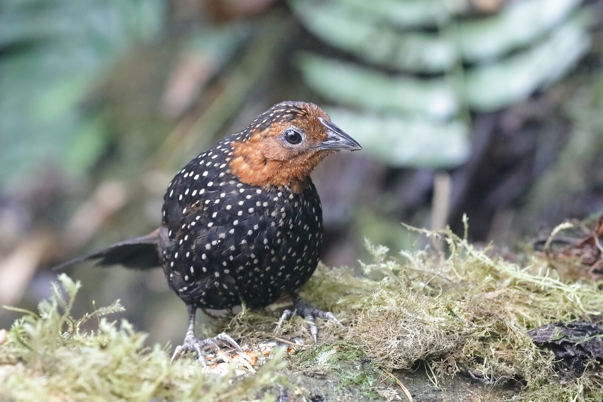 Ocellated Tapaculo - ML204243401