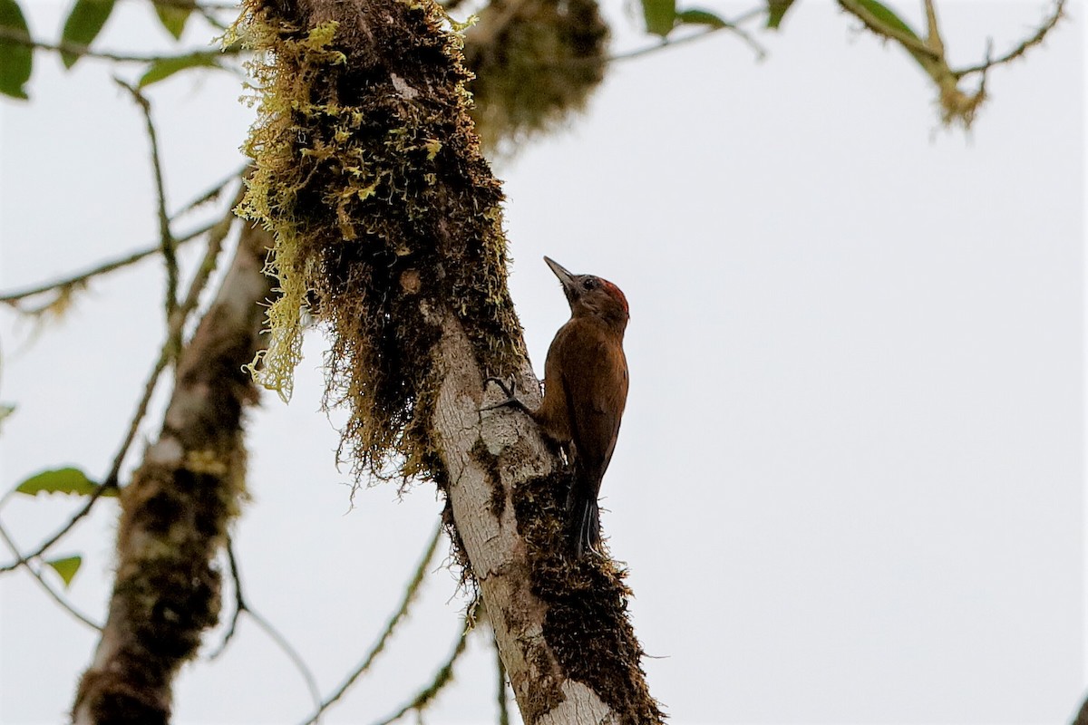 Smoky-brown Woodpecker - Holger Teichmann