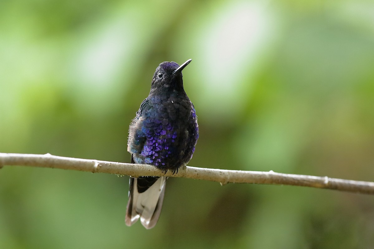 kolibřík hyacintový - ML204243581