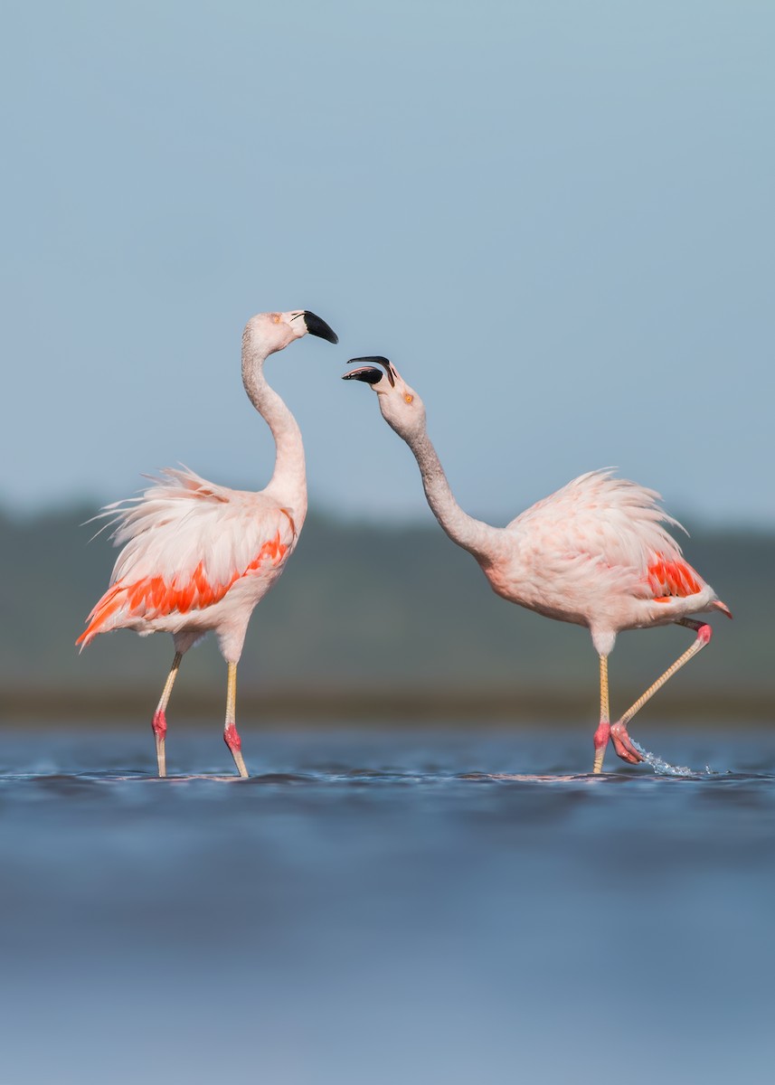 Chilean Flamingo - Ivan Sjögren