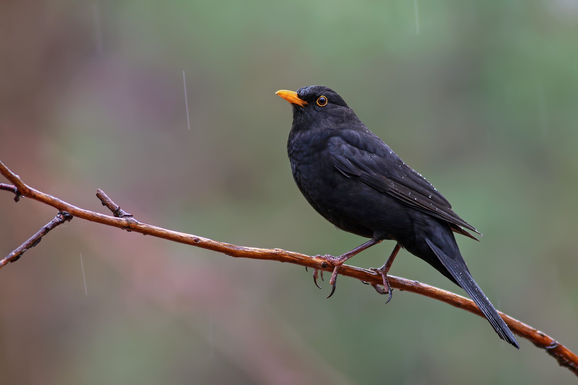 Песни птиц дроздов слушать. Черный Дрозд. Гнездо черного дрозда. Черная канарейка птица. Черная птица размером со скворца.