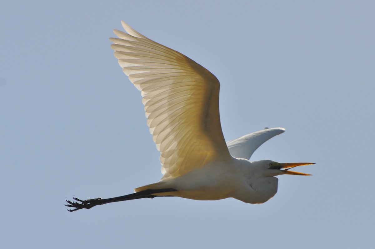 Great Egret - Raymond Marsh