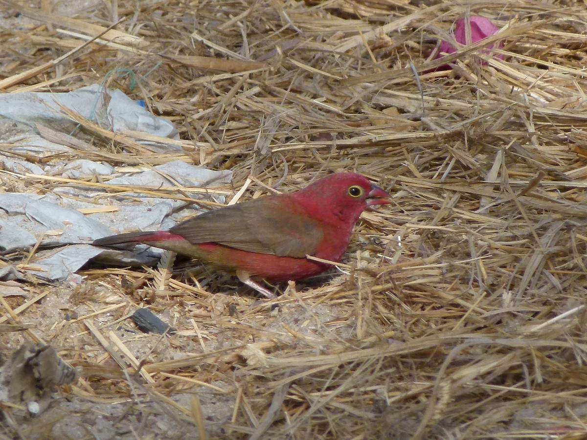 Red-billed Firefinch - Raymond Marsh