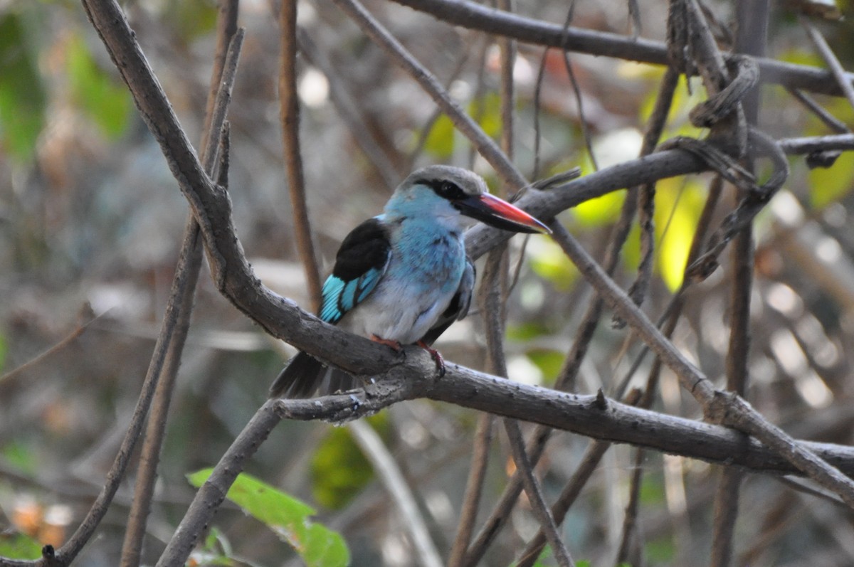 Blue-breasted Kingfisher - Raymond Marsh