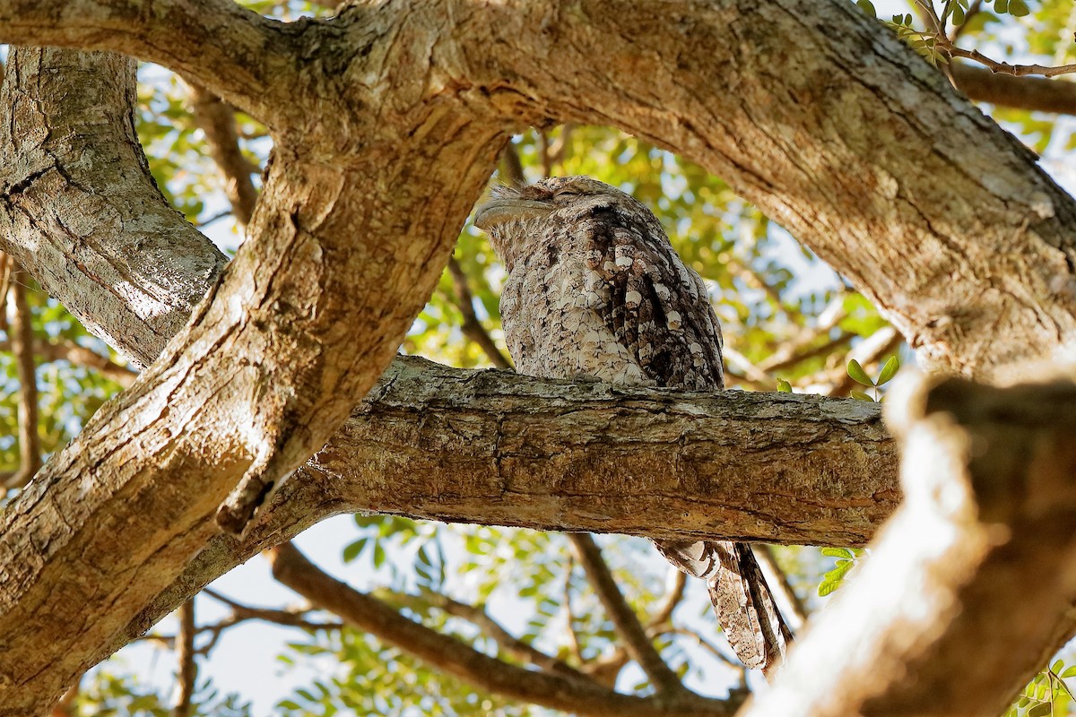 Papuan Frogmouth - Holger Teichmann
