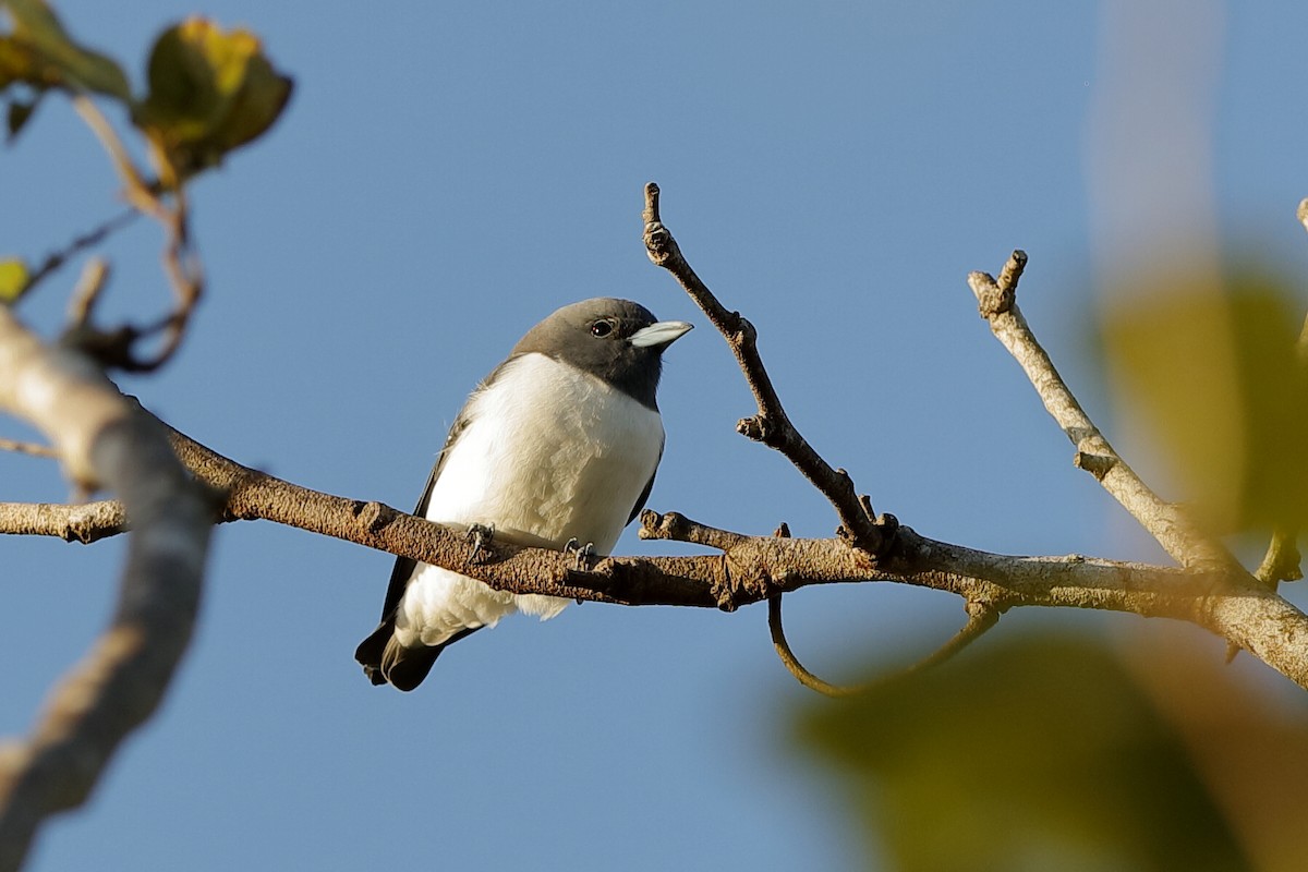 White-breasted Woodswallow - ML204244921