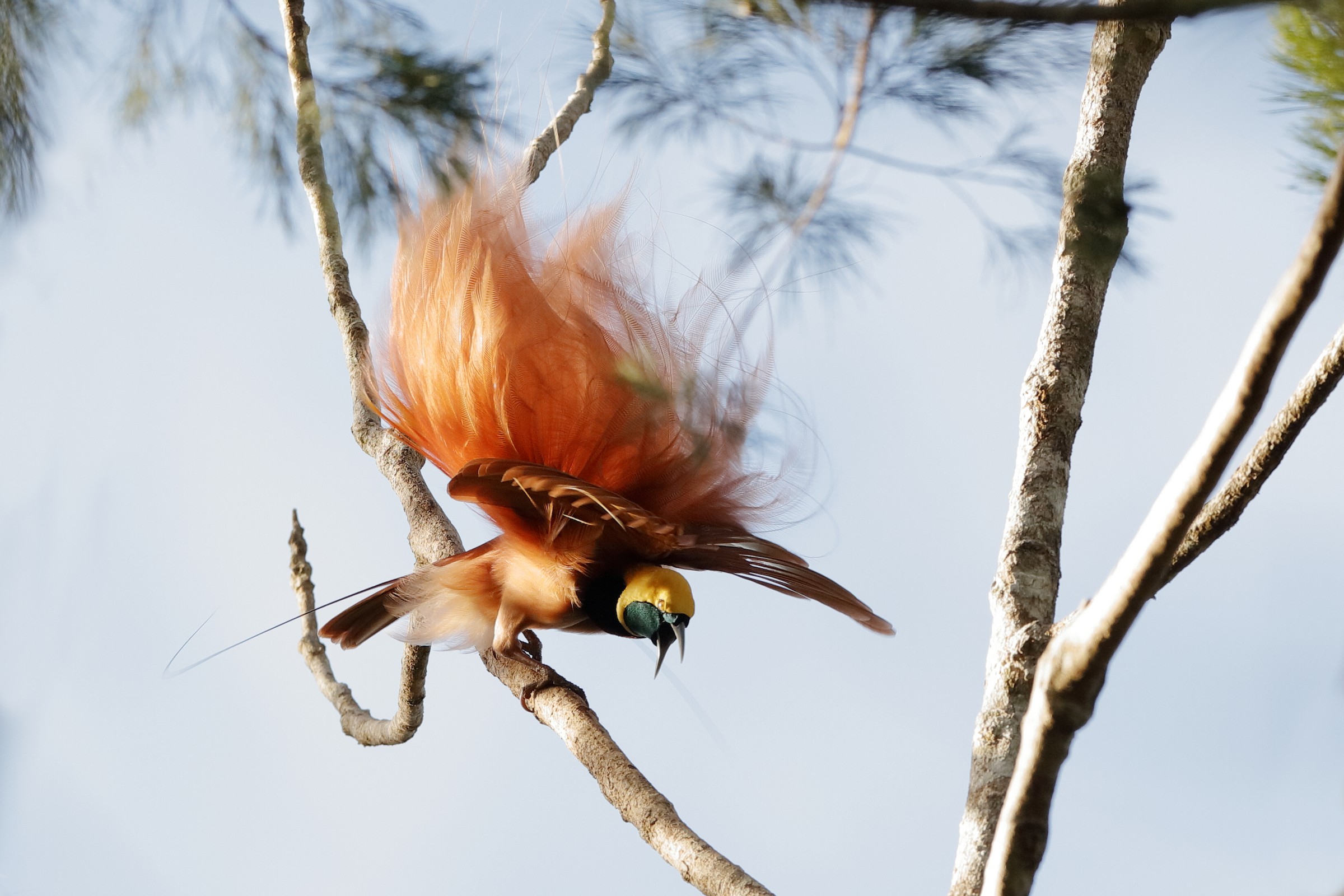 Вакантное место райской птички. Raggiana Bird of Paradise.