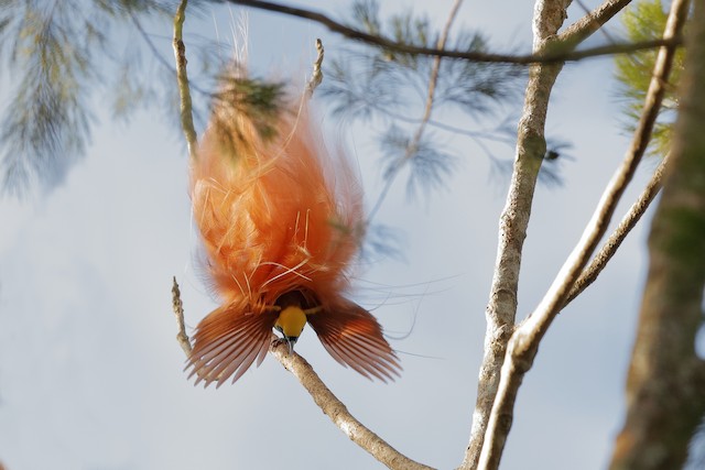 raggiana bird of paradise