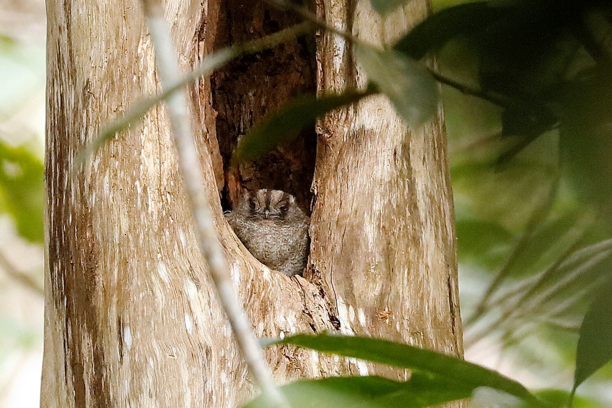 Barred Owlet-nightjar - ML204245221