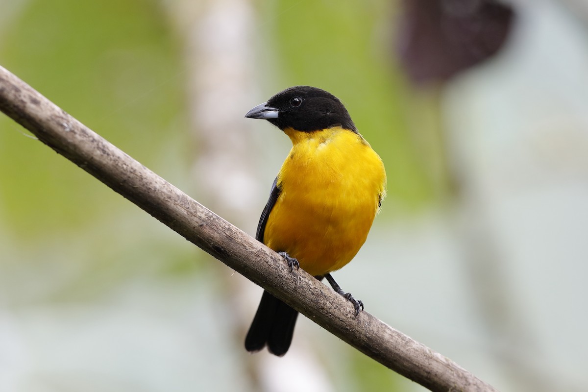 Black-chinned Mountain Tanager - ML204245241