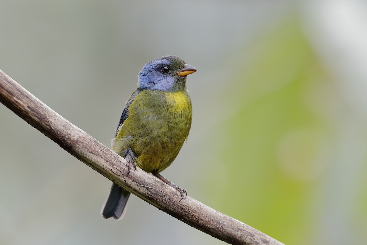 Moss-backed Tanager - Holger Teichmann