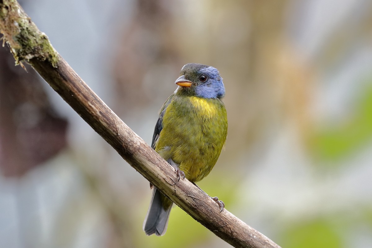 Moss-backed Tanager - ML204245261