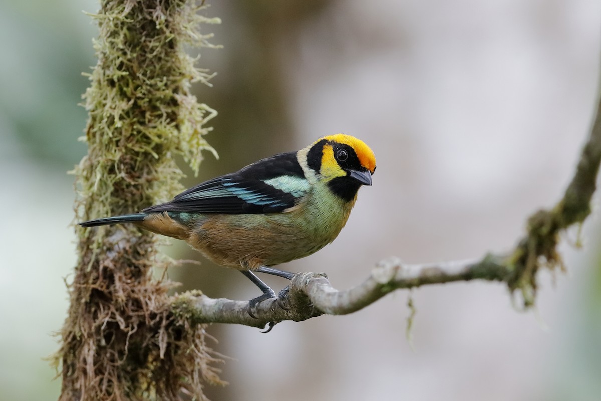 Flame-faced Tanager (Yellow-faced) - Holger Teichmann