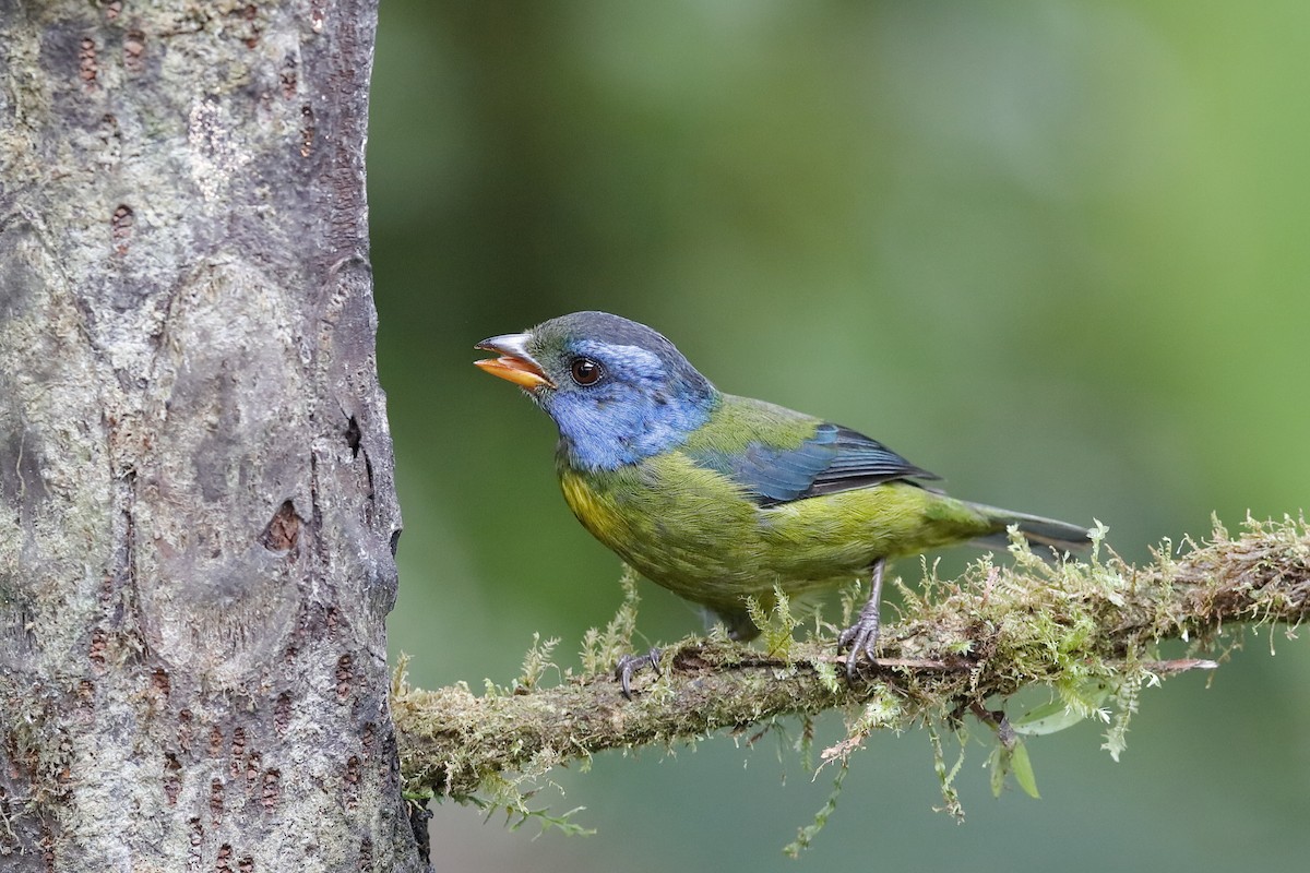 Moss-backed Tanager - Holger Teichmann