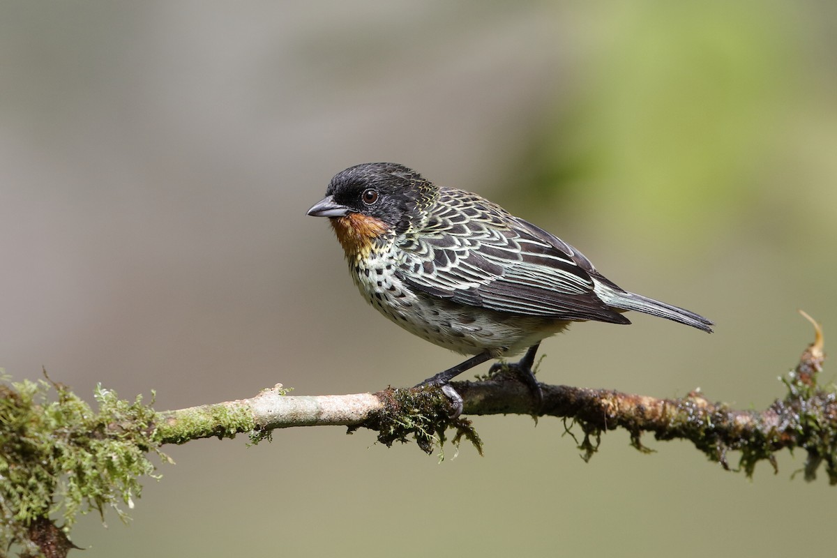 Rufous-throated Tanager - ML204245331