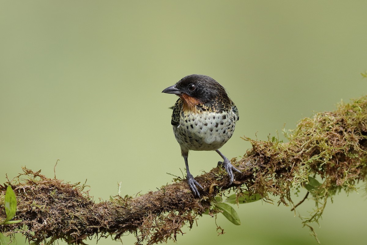 Rufous-throated Tanager - ML204245341