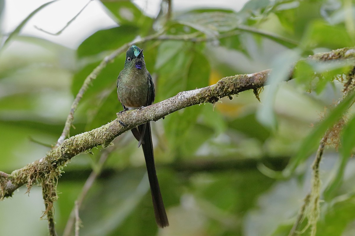 Violet-tailed Sylph - ML204245441