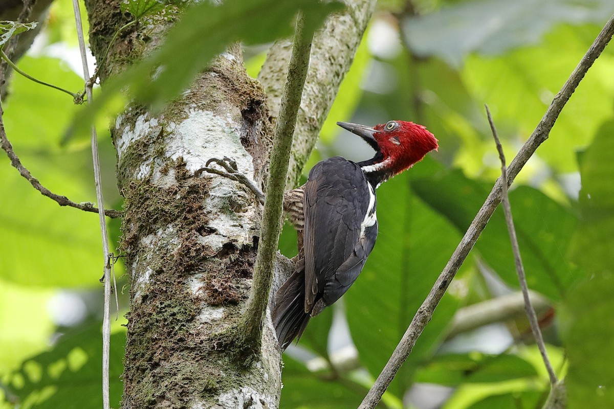 Guayaquil Woodpecker - Holger Teichmann